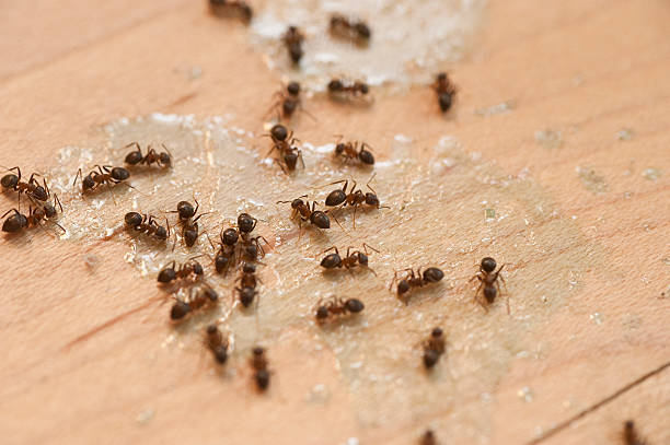 Reliable Airmont, NY Pest Control Solutions
