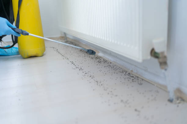 Best Termite Control Services  in Airmont, NY